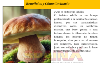 Boletus Edulis